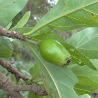 Tamilnadia uliginosa (Retz.) Tirveng. & Sastre